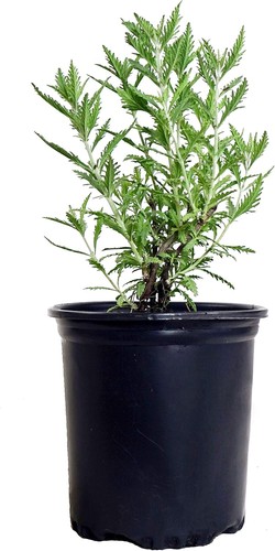 Perovskia atriplicifolia