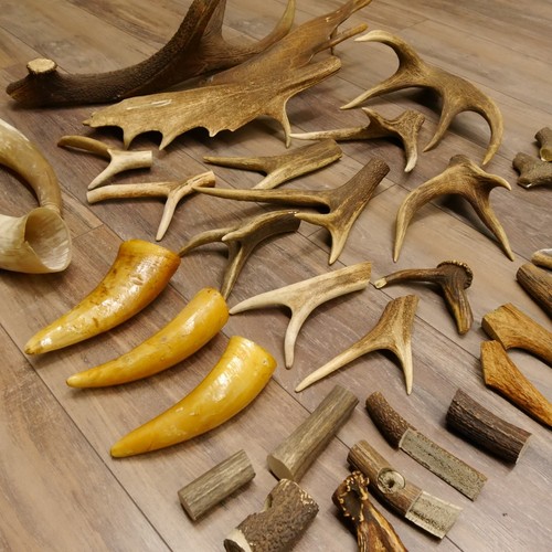Pièces bois de cerf - 34,