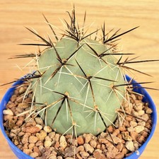 Tephrocactus alexanderi var