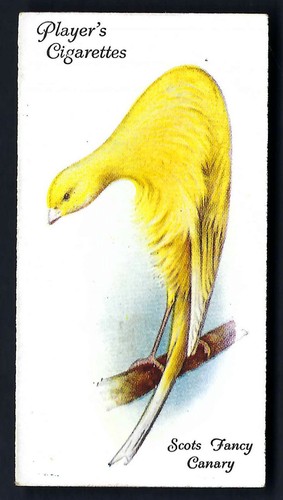 Player aviary and cage - aviary,