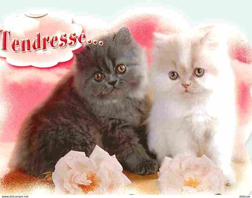 Carte postale animaux - carte,