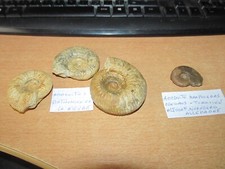 LOT AMMONITES 3 DU BATHONIEN