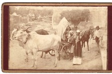 Indian Country Ox Cart Photo CDV India circa 1880