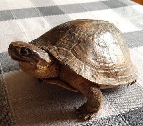 Tortue naturalisée ancienne - naturalisée,