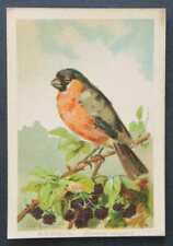 Chromo image CATTLE pyrrhula vulgaris FANTY LESCURE bird bird bird 1