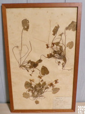 ancienne planche  herbier