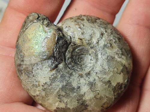 Ammonite craspedites sp - craspedites,