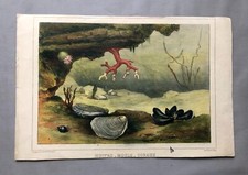 Huitre, Moule, Coraux