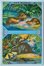 Rat Musque & Castor. Serie 5397. Chicoree Blue-Argent. Arlatte & Co. 10.5 x 7cm