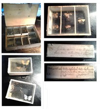 VERY RARE, UNIQUE: Old Entomological Storage Box - 1850s/1860s