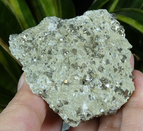 Pyrite cubes sur matrice - pyrite,
