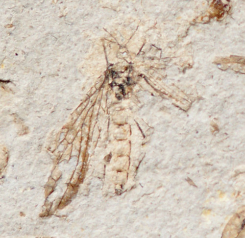 Magnifique rare fossile