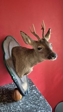 Taxidermy - Very Large -
