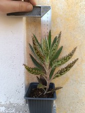 Kalanchoë de Houghtonii