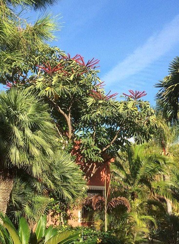Graines schefflera - 10,