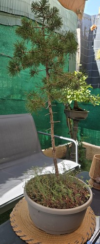 Bonsaï conifère vert pot - conifère,