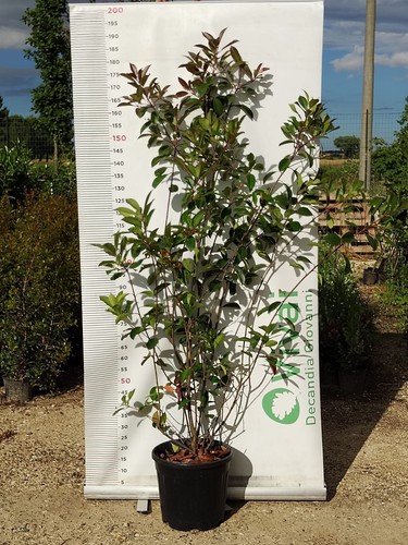 Plante photinia pot cm - plante, en