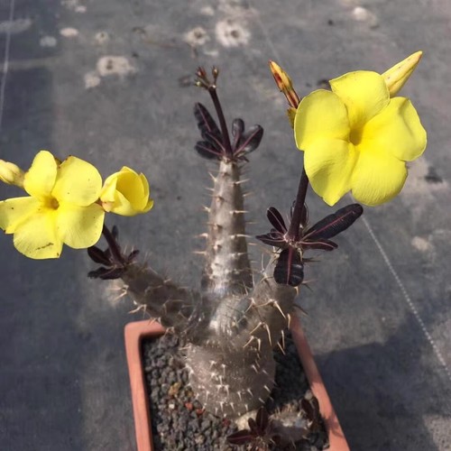 15cm succulent cactus plant - 10-15cm,