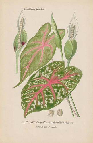 Kaladien buntwurz caladium - kaladien, (caladium