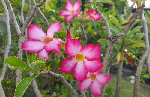 Adenium obesum rose désert - du,