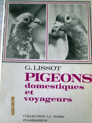 Lissot pigeons domestiques - g,