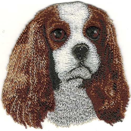 Cavalier king charles - cavalier,