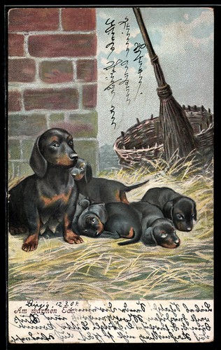 Carte postale teckel est - carte,