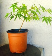 Erable du Japon - Acer