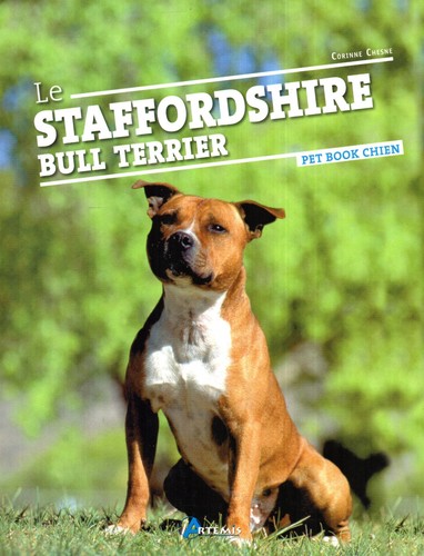 Staffordshire bull terrier - staffordshire,