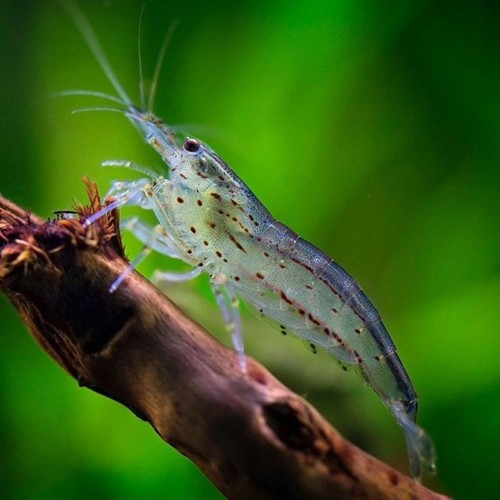 Lot crevettes amano - crevettes,