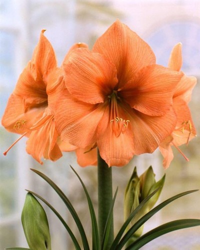 Amaryllis double flowering - amaryllis,