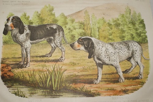Chiens gascons saintongeois - chiens,