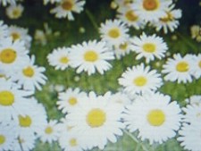 2500 Graines de Marguerite des