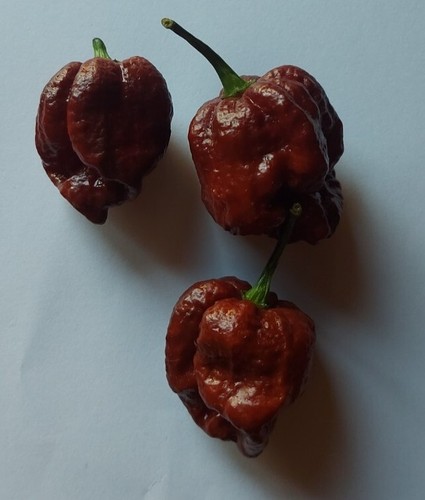 Graines piment trinidad - 20,