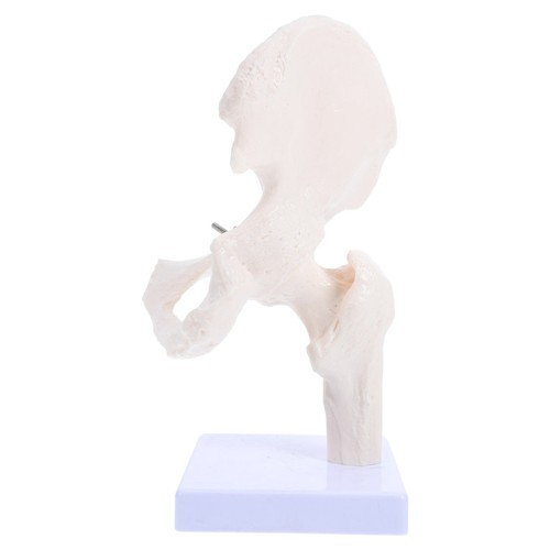 Modèle anatomie osseuse - modèle, d'anatomie