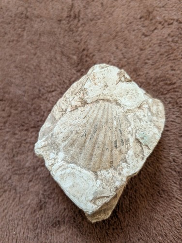 Fossile