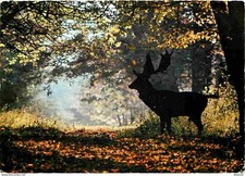 Animaux - Cerfs - Le Daim à