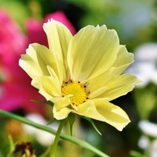 Cosmos Sunset Yellow - Cosmos