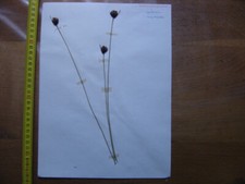 Annees 50 PLANCHE d'HERBIER du Gard Herbarium Planche Naturelle 13