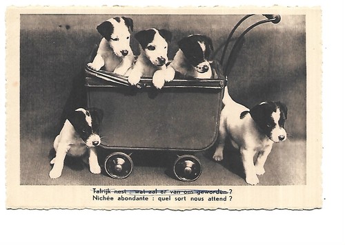 Illustration chiots dans - chiots,