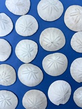 7 fossiles de Scutella