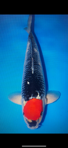 Koi live fish - tancho,