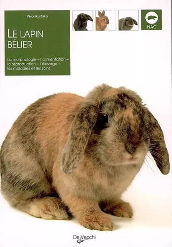 Lapin bélier véronika - lapin,