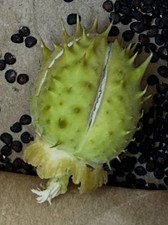 Datura Inoxia SEED Pod Dried Capsule Moonflower Thornapple 2024 Montana Organic