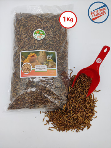 Larves mouches soldat 1kg - soldat,