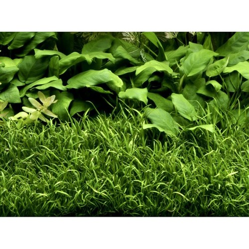 Lilaeopsis brasiliensis plante - lilaeopsis,