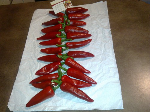 100 graines piment - 100, bonus)