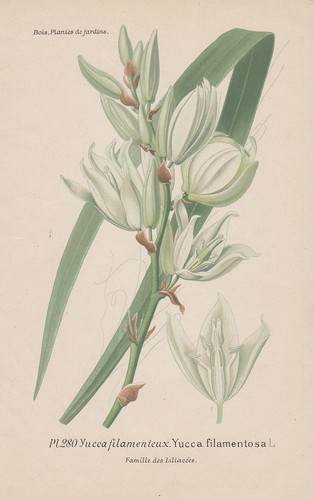 Yucca filamentosa - yucca,