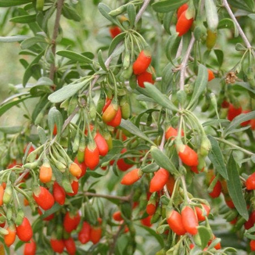 Goji feuilles