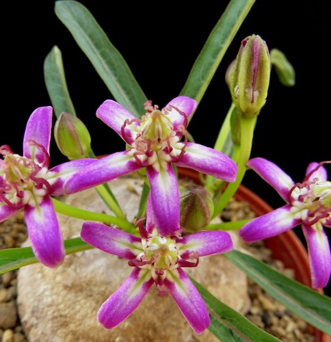 Raphionacme bingeri euphorbia - raphionacme,